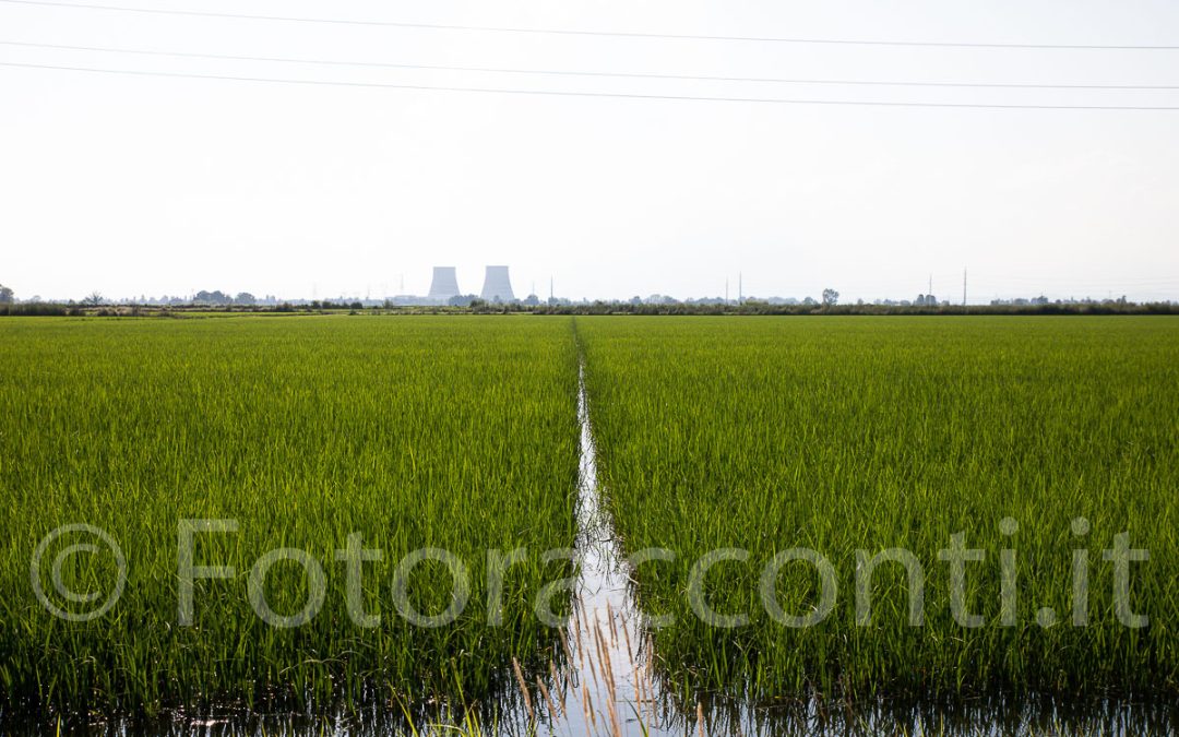 Le 4 stagioni del riso